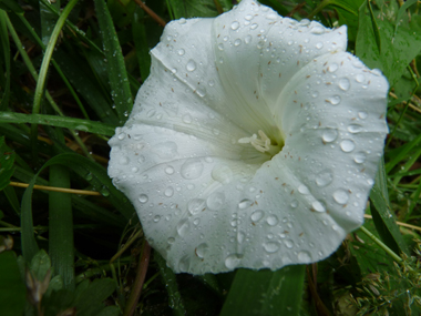 Unique grande fleur blanche (jusque 6 ou 7 cm de diamètre). Agrandir dans une nouvelle fenêtre (ou onglet)